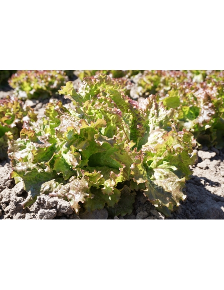 Salatfrø ROUGE GRENOBLOISE