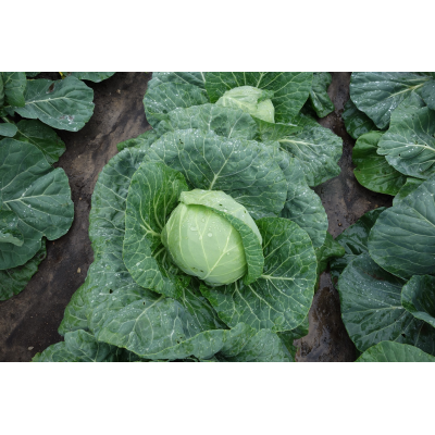 Hodekål Parel H