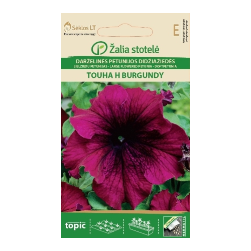 Petunia GRANDIFLORA TOUHA H BURGUNDY