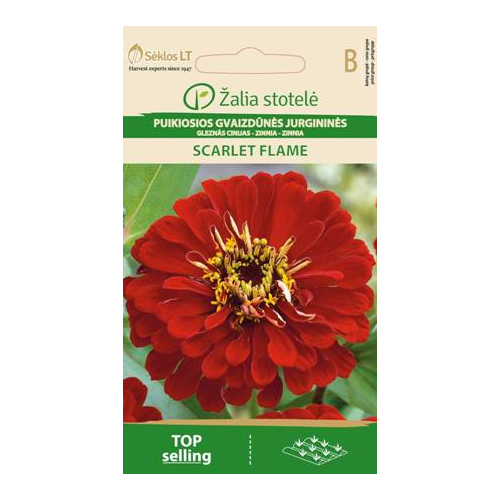 Sinnia SCARLET FLAME