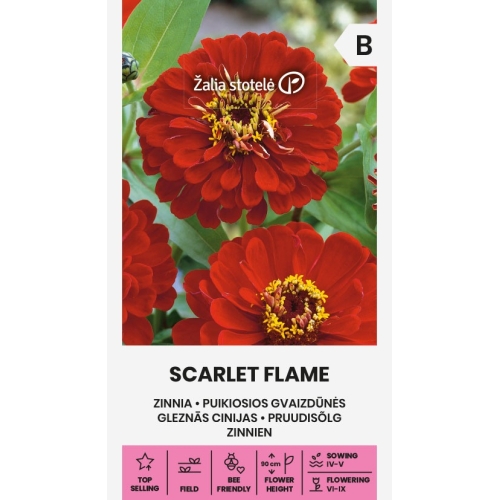 Sinnia SCARLET FLAME