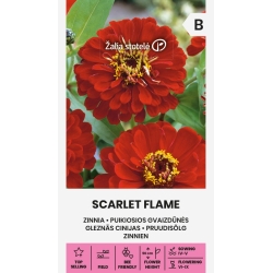 Sinnia SCARLET FLAME