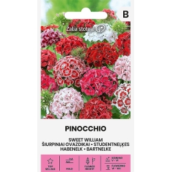 Busknellikfrø PINOCCHIO