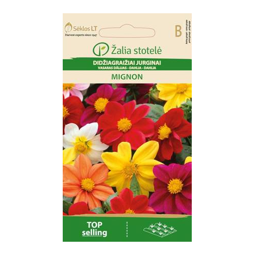 Dahlia MIGNON