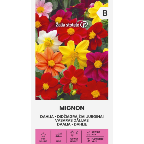 Dahlia MIGNON