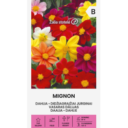Dahlia MIGNON