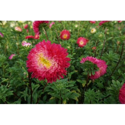 Asters frø PRINCESS