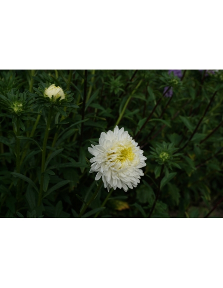 Asters frø PRINCESS