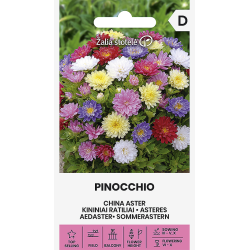 Asters frø PINOCCHIO MIX