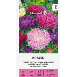 Sommerasters KRALEN