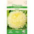 Sommerasters PAEONY