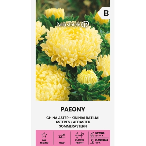 Sommerasters PAEONY