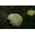 Sommerasters PAEONY