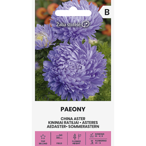 Sommerasters PAEONY LIGHT BLUE