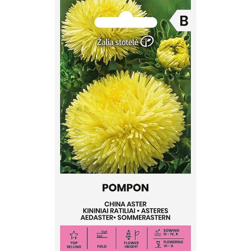 Aster POMPON