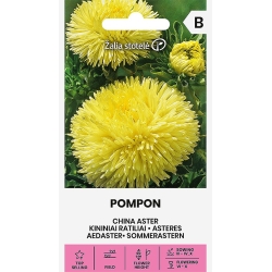 Aster POMPON