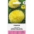 Aster POMPON