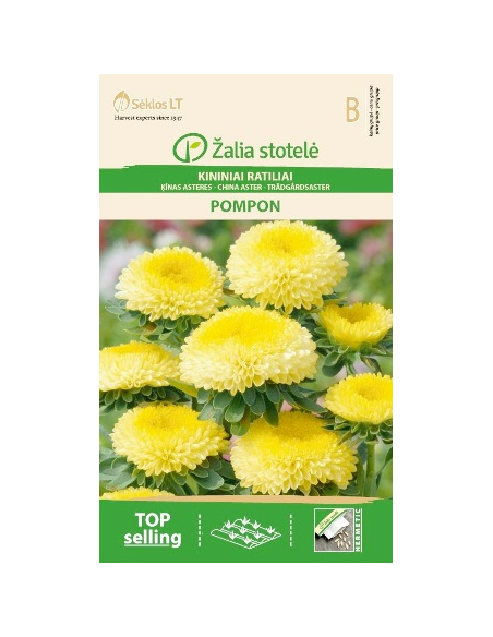 Aster POMPON