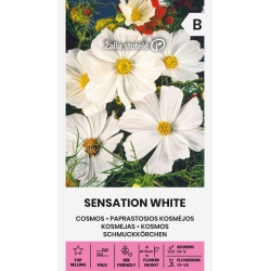 Pyntekorg SENSATION WHITE