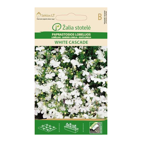 Lobelia WHITE CASCADE