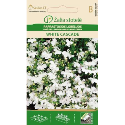 Lobelia WHITE CASCADE