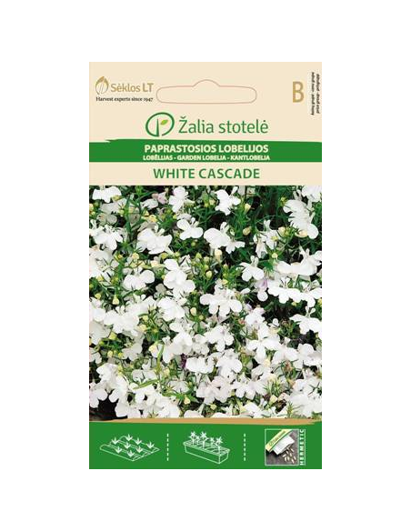 Lobelia WHITE CASCADE