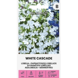Lobelia WHITE CASCADE