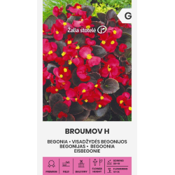 Begonia BROUMOV H