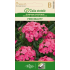 Busknellik frø PINK BEAUTY