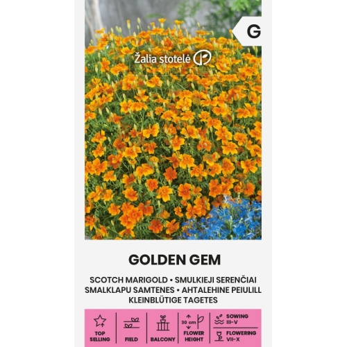 Liten fløyelsblomst GOLDEN GEM
