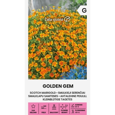 Liten fløyelsblomst GOLDEN GEM