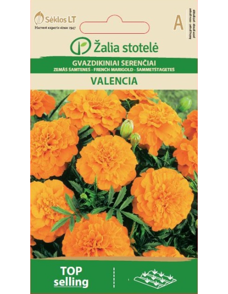 Fløyelsblomst frø VALENCIA