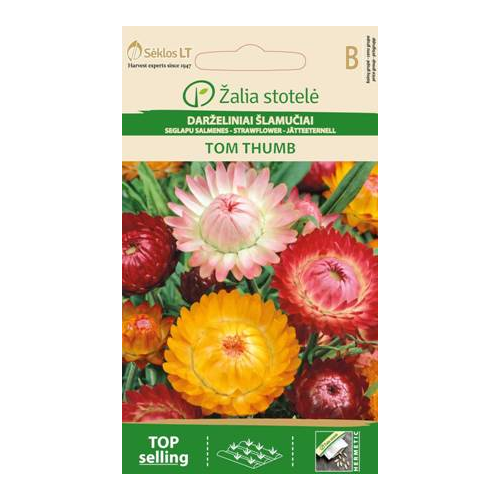 Høststråblomst TOM THUMB