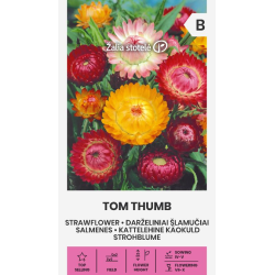Høststråblomst TOM THUMB