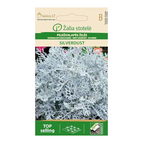 Svineblom SILVERDUST