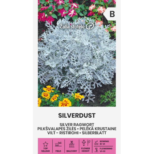 Svineblom SILVERDUST