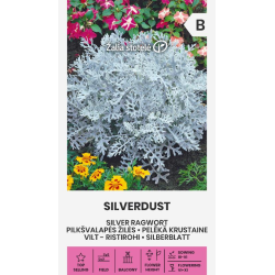 Svineblom SILVERDUST