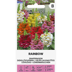 Prydløvemunn RAINBOW