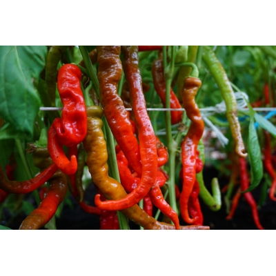 Paprika SWEET LOMBARDO