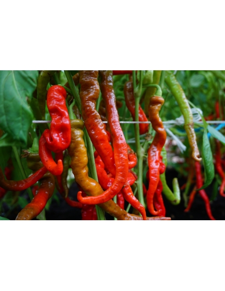 Paprika SWEET LOMBARDO