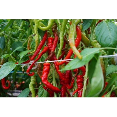 Paprika SWEET LOMBARDO