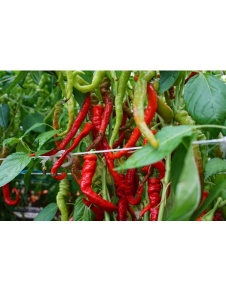 Paprika SWEET LOMBARDO