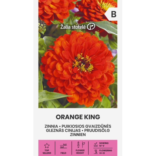 Sinnia ORANGE KING