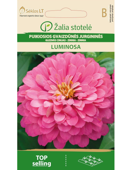 Sinnia LUMINOSA