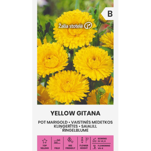 Ringblomst YELLOW GITANA