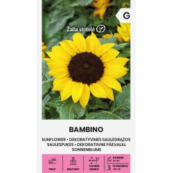 Solsikke BAMBINO