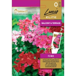 Pelargonium IVY F2 Mix
