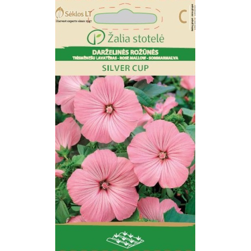 Sommerpoppelrose SILVER CUP