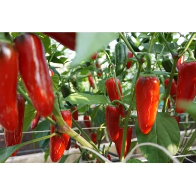 Chili JALAPENO M