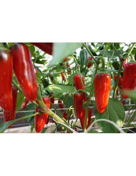 Chili JALAPENO M